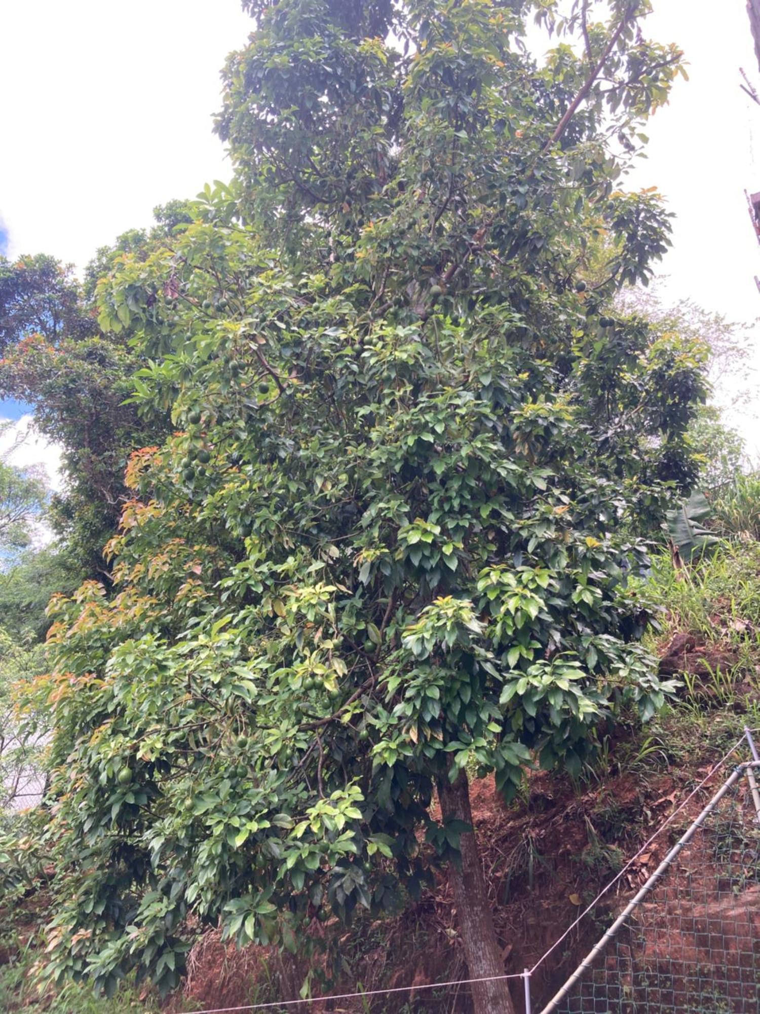 Reverie Hill Bungalow, 康提 外观 照片